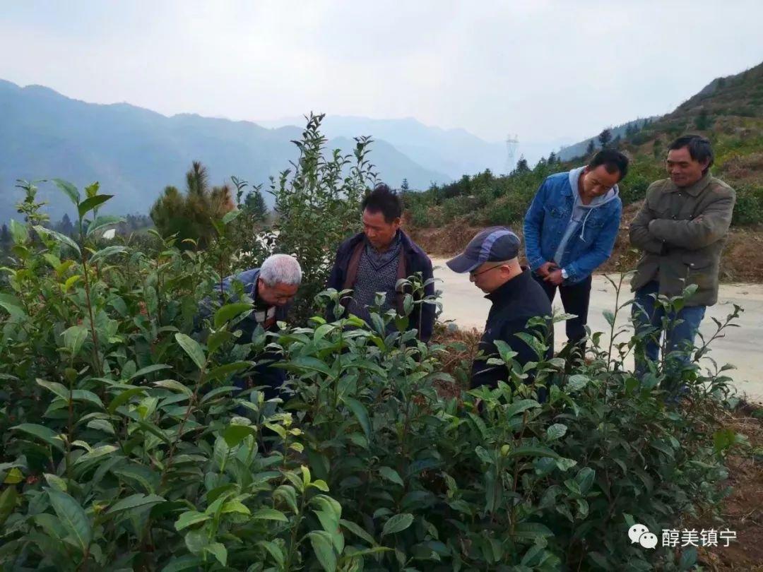 揭秘精准一肖预测，100%免费，真相究竟如何？，揭秘精准生肖预测真相，免费预测的背后是什么？