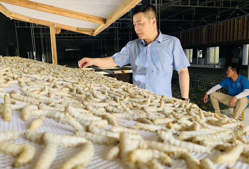 澳门最精准正最精准龙门蚕——揭秘神秘预测背后的真相，澳门最精准预测揭秘，龙门蚕背后的神秘真相