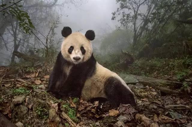 今晚必中一肖四不像图2019年98期，今晚必中一肖四不像图，揭秘2019年98期彩票奥秘