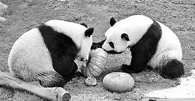 香港四不像免费资料大全，一网打尽各类资讯，香港四不像资料大全，一网打尽各类资讯