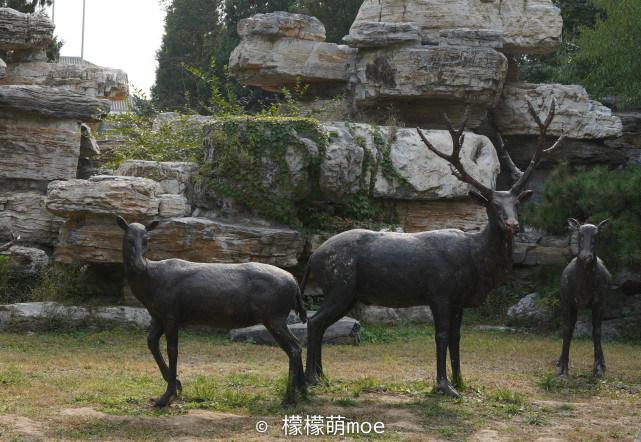 四不像多少钱一只，四不像价格揭秘，一只究竟多少钱？