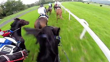 香港赛马免费公开资料大全，一网打尽赛事精华，香港赛马免费公开资料大全，赛事精华一网打尽