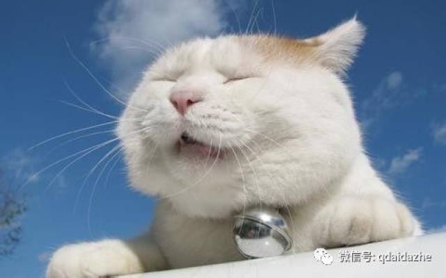 红猫大本猫营211hm最新版本特色