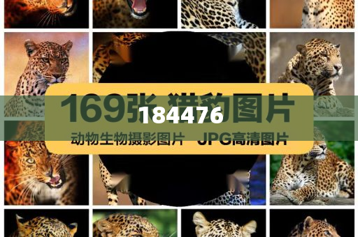 2025新奥历史开奖记录彩票吧，新奥历史开奖记录彩票吧，探索彩票世界的秘密